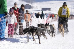 Lenk 2013